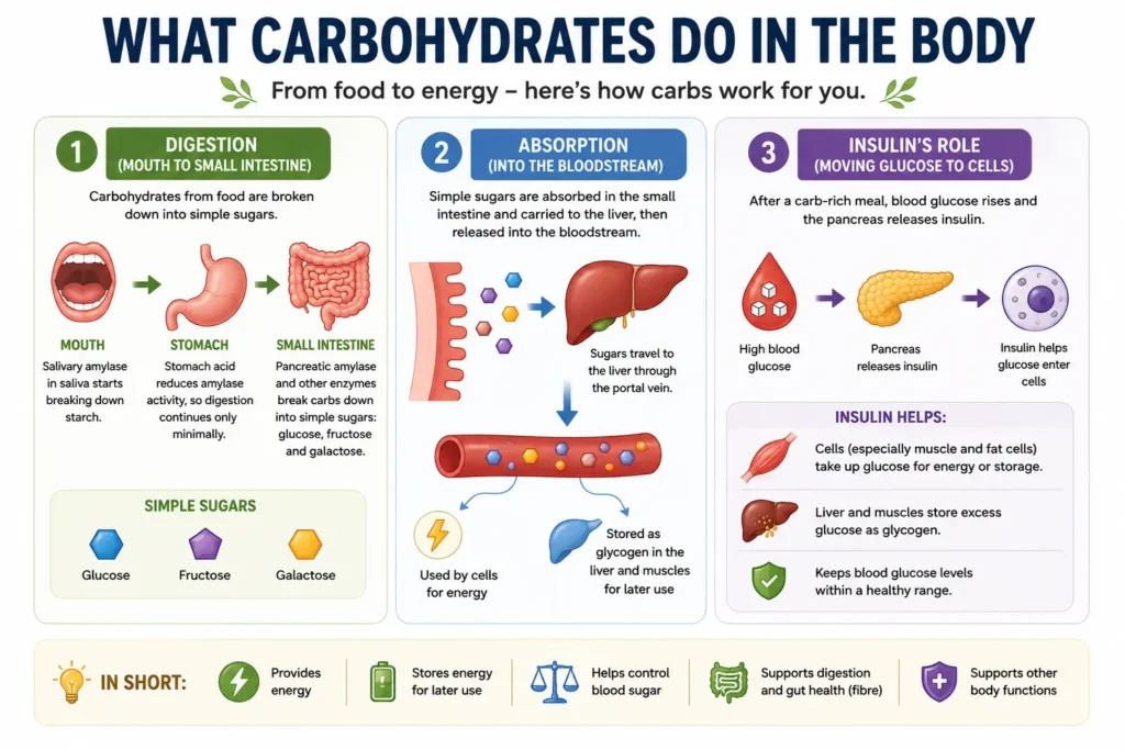 how carbohydrates are digested and absorbed